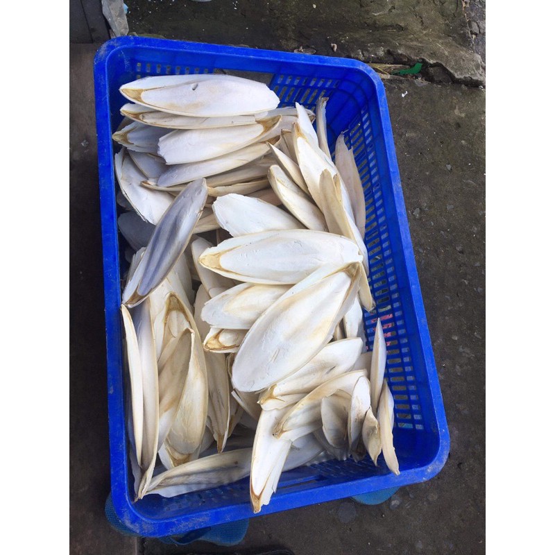 Nan mực nguyên miếng size 12cm trở lên