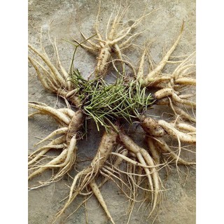 Sâm Ngọc Linh Kon Tum (tươi, loại củ to)