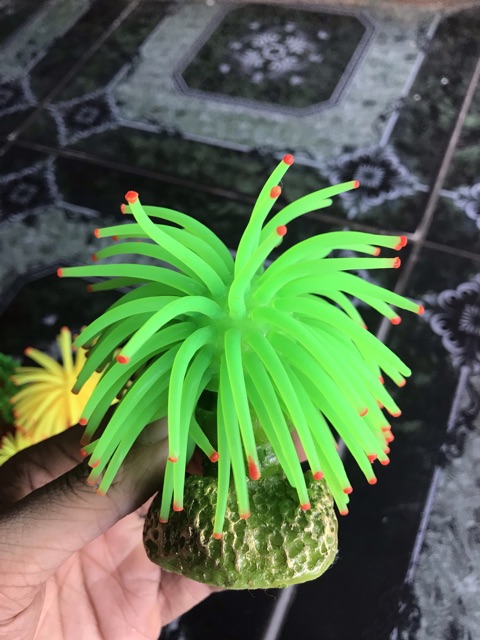 RONG NHẬP DẠ QUANG TRANG TRÍ HỒ CÁ NON BỘ