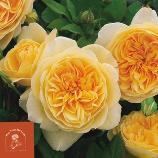 Hoa hồng ngoại Leo Teasing Georgia bông hồng vàng rực rỡ -HoaTuoiMeLinh