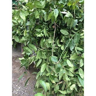 1KG XẠ ĐEN HÒA BÌNH LOẠI 1