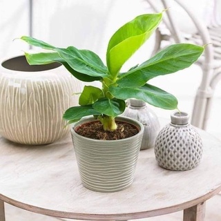 Cây chuối cảnh mini (chuẩn giống chuối mini)