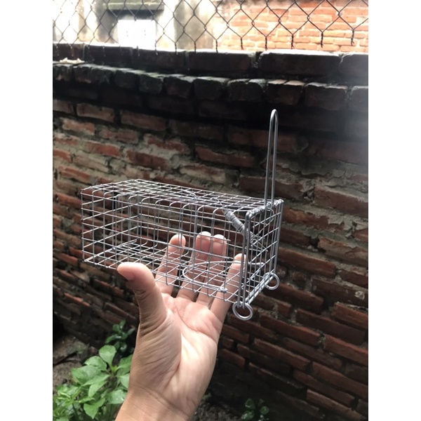 Lồng Chuột Đường Mòn