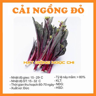 Hạt giống rau cải ngồng đỏ - 5gr