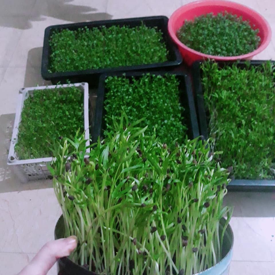 Hạt giống mầm rau muống  siêu dễ trồng kháng bệnh tốt năng suất cao cửa hàng hạt giống uy tín