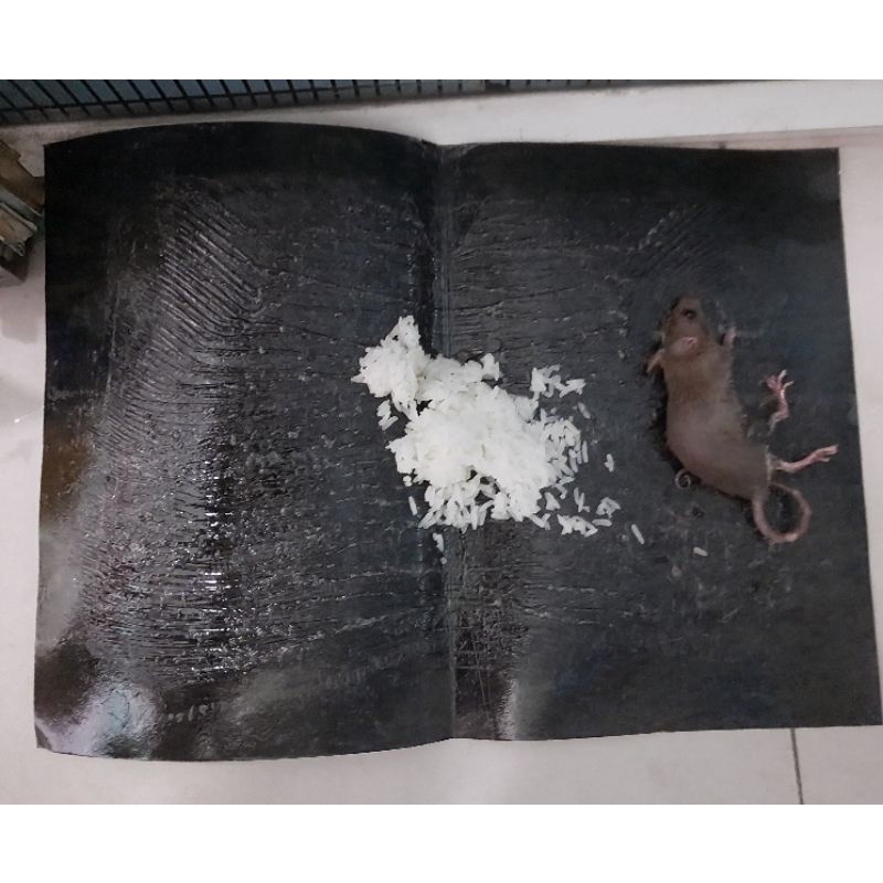 [ Combo 10 Miếng ] Keo Dính Chuột loại 1 Có Mồi bắt Chuột.