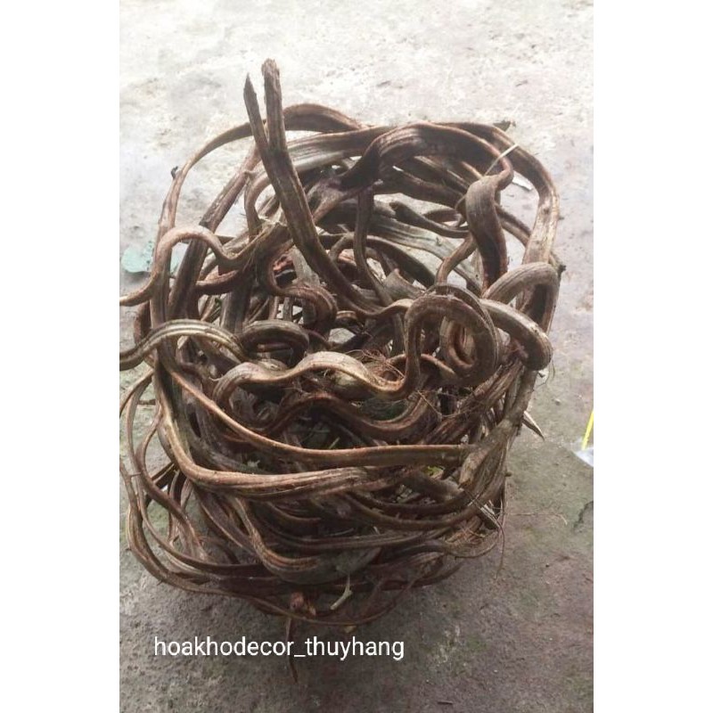 Cuộn Dây Xoắn Rừng Tự Nhiên Dài 4m Trang Trí , làm Cây Giả (đã phơi khô)