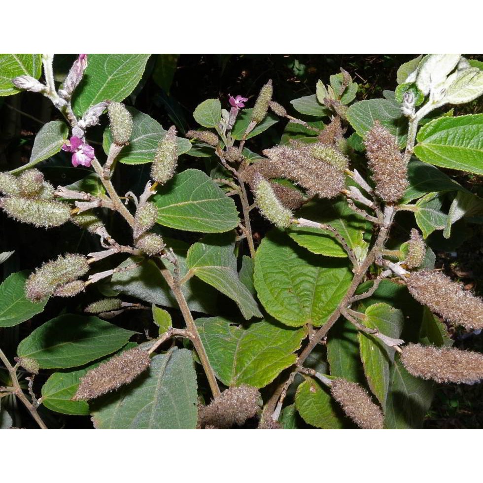 Cây an Xoa Giống - Khắc Tinh ung Thư Gan - E3 Audio Miền Nam