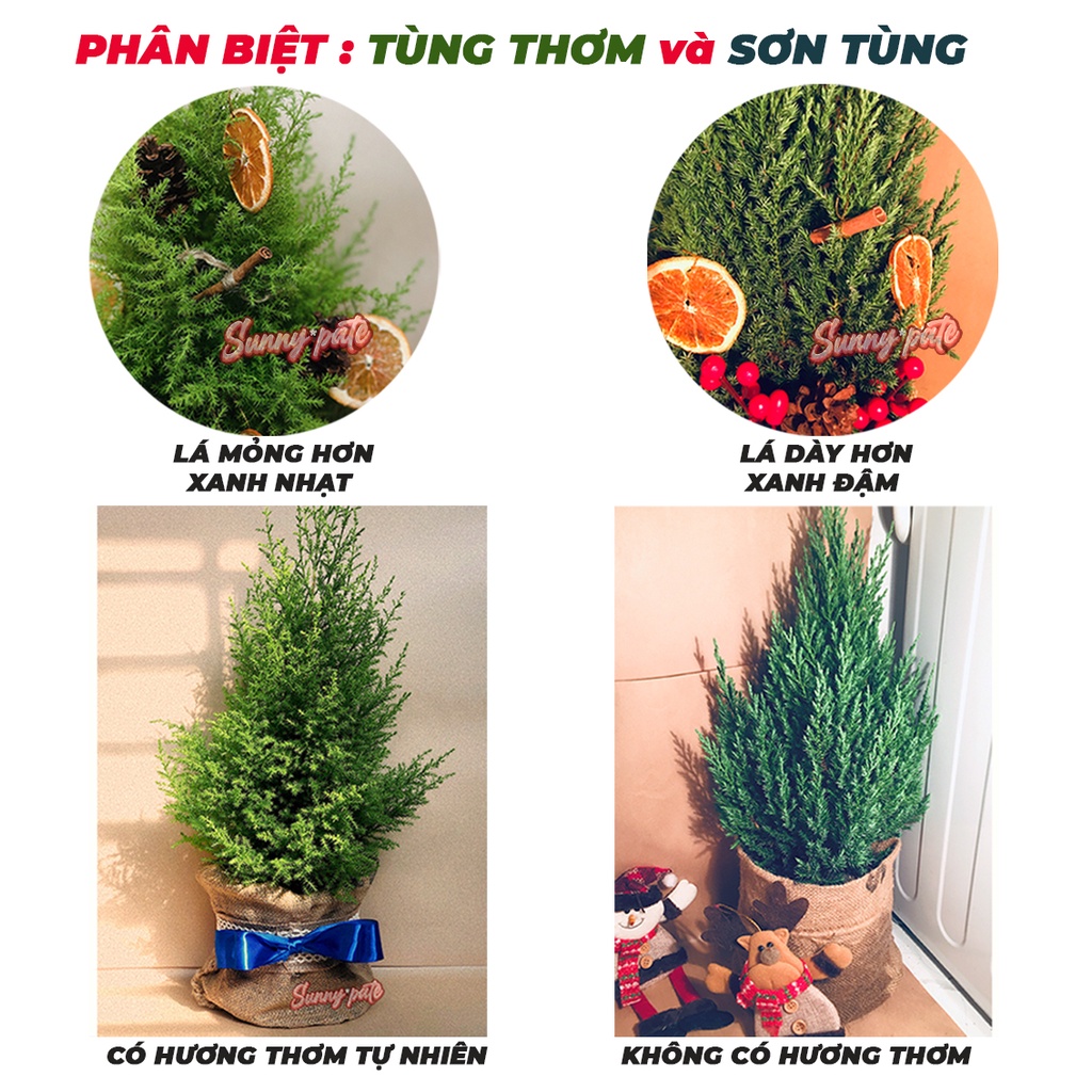 Cây thông noel có hương thơm tự nhiên - Cây thông noel thật - Tùng thơm trang trí giáng sinh 2022