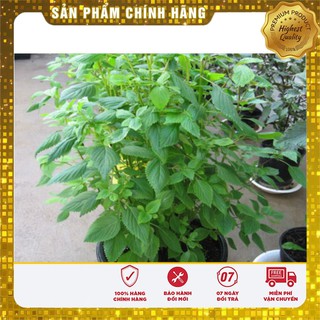 Bộ gói hạt giống Kinh giới