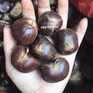 COMBO 3kg hạt dẻ Loại 1