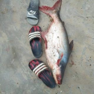 Mồi câu cá tra K1
