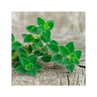 Hạt giống oregano Ý - Hàng công ty, nảy mầm tốt- Tặng gói bón lá