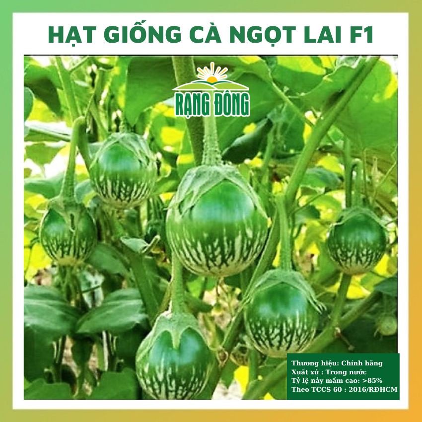 Hạt giống cà ghém cà ngọt lai F1 giòn ngon - rau củ quả trồng chậu, sân vườn chịu nhiệt 4 mùa nảy mầm cao 0.2gr RADO 525