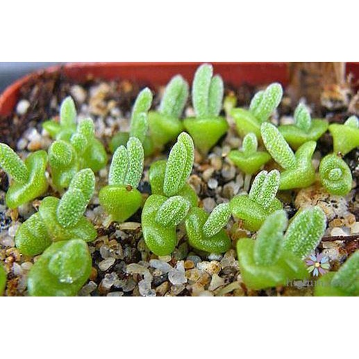 1K - Hạt giống cây Tai thỏ Monilaria Obconica tỷ lệ nảy mầm cao nhất  - Tặng kèm hạt hướng dương lùn + thuốc kích mầm rễ