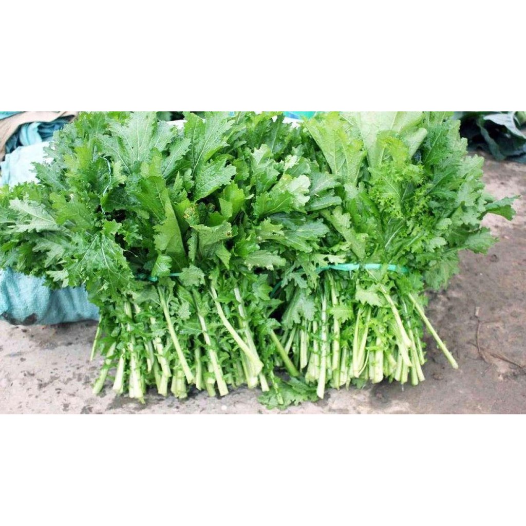 Hạt giống rau cải mèo (cải lá xẻ) 20gr