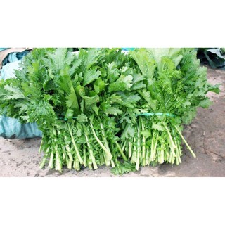 Hạt giống rau cải mèo (cải lá xẻ) 20gr