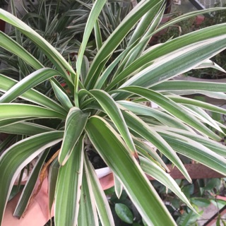 CÂY DÂY NHỆN (cỏ lan chi) để bàn có hoa mùa xuân