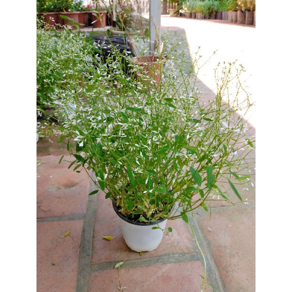 Cây hoa tuyết cầu