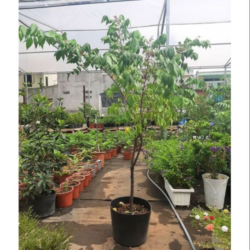 Khế Thái ngọt  cao 1m6 đang trái