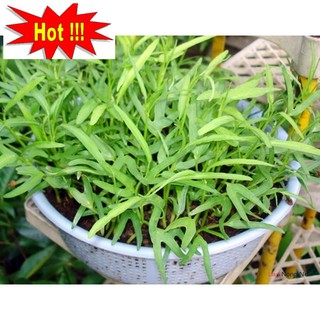 Giống rau muống (100g)