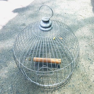 Lồng cu gáy xi thép 30cm +Khay hứng phân