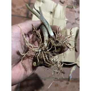 môn đốm chấm bi (củ giống) tặng hom giống dâu ăn trái