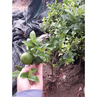 Cây giống chanh tứ quý chiết đang có quả