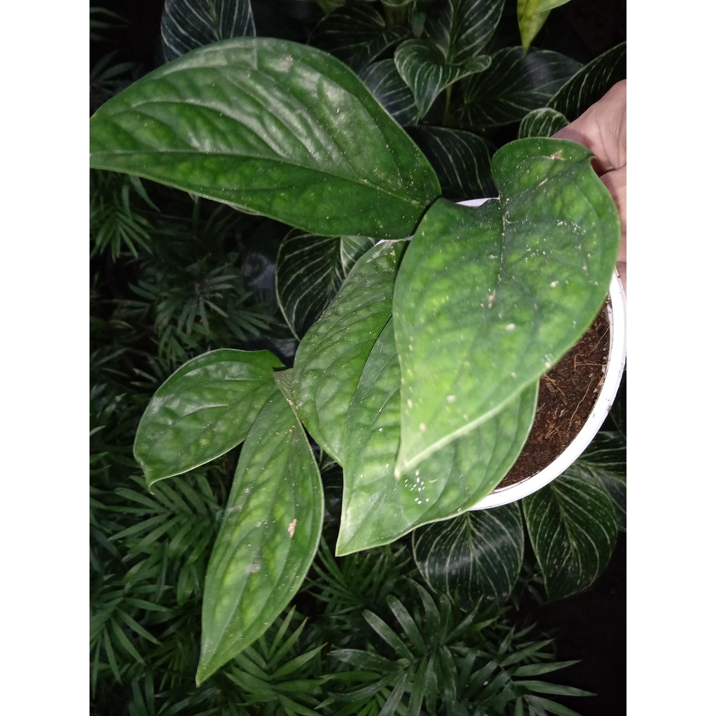 Cây trầu bà hạnh phúc - Vân nổi - rõ và đẹp mắt [Monstera Peru]