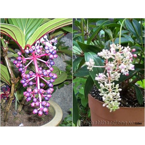 Hạt giống nho hồng Châu Á- Showy Asian Grapes 10 hạt