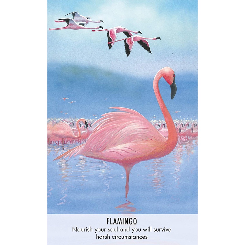 Bộ Bài Bird Messages Cards (Mystic House Tarot Shop) - Bài Gốc Authentic Chính Hãng 100%