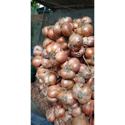 Hành Bắc / hành ta / hành Việt Nam