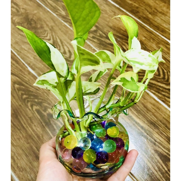 Chậu trầu bà sữa mini để bàn 5x5cm