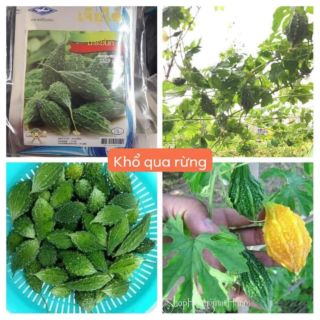 KHỔ QUA RỪNG