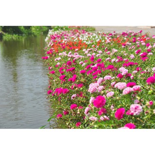 Hạt giống hoa mười giờ mỹ mix