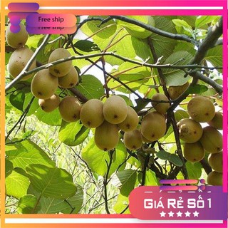 Hạt giống Kiwi