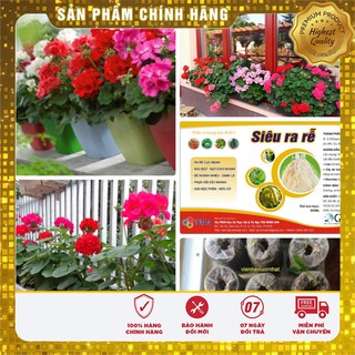 COMBO 20 hạt giống hoa phong lữ thảo tặng kèm miễn phí 20 viên nén và 1 gói dinh dưỡng cho cây