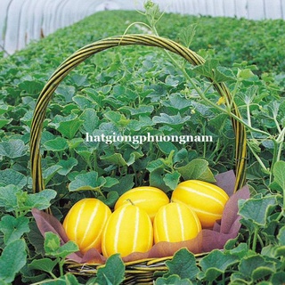 5H - HẠT GIỐNG DƯA LÊ HÀN QUỐC