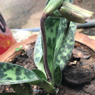 Combo 5 cây lan hài vân 1 que lan huong 1 kiem