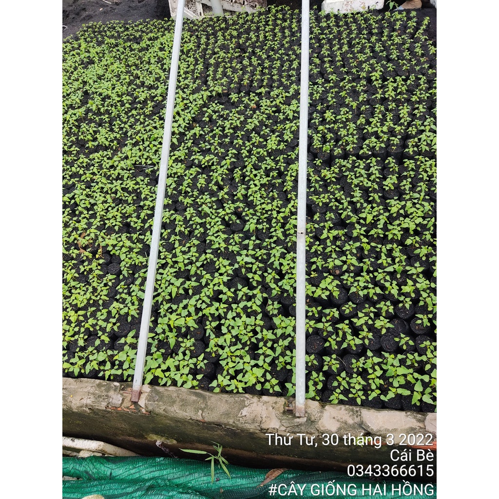 Combo 5  hạt giống đu đủ da vàng chưng Tết_ tháng 4 âm lịch gieo, tháng chạp bán