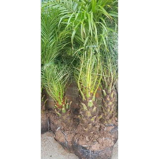 cây chà là cỡ lớn