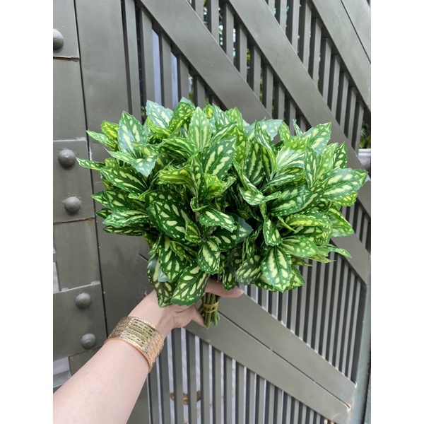 Cây bụi xanh nhỏ trang trí