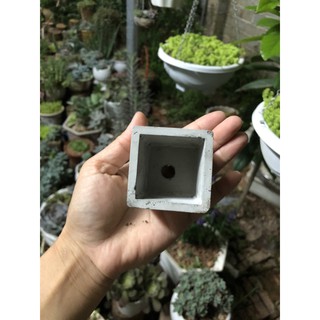 Chậu xi măng mini trồng sen đá