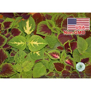 50h Hạt Giống Cây Lá Gấm Tía Tô Cảnh - Mix Nhiều Màu (Coleus blumei)