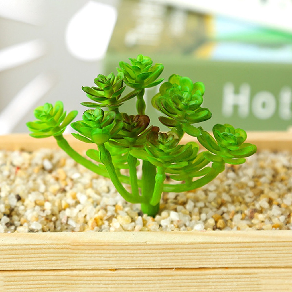 1 Cây Mọng Nước Không Phai Bằng Nhựa Trang Trí Tiệc