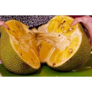 CÂY GIỐNG MÍT DAI MẬT ỐNG ( CHUẨN GIỐNG CÂY GHÉP)
