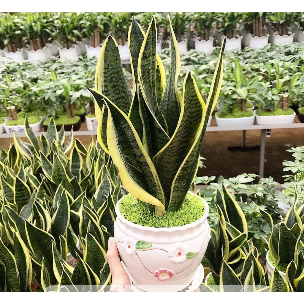 Cây Cảnh Văn Phòng Phong Thủy - Cây Lưỡi Hổ Mệnh Kim, Mệnh Mộc, Mệnh Thủy, Mệnh Hỏa