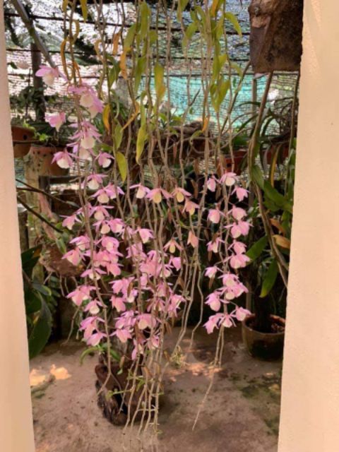 Hạc vĩ thiên cung