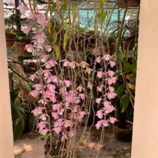 Hạc vĩ thiên cung