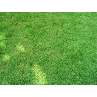 Hạt Giống Cỏ Nhung Nhật gói 100g